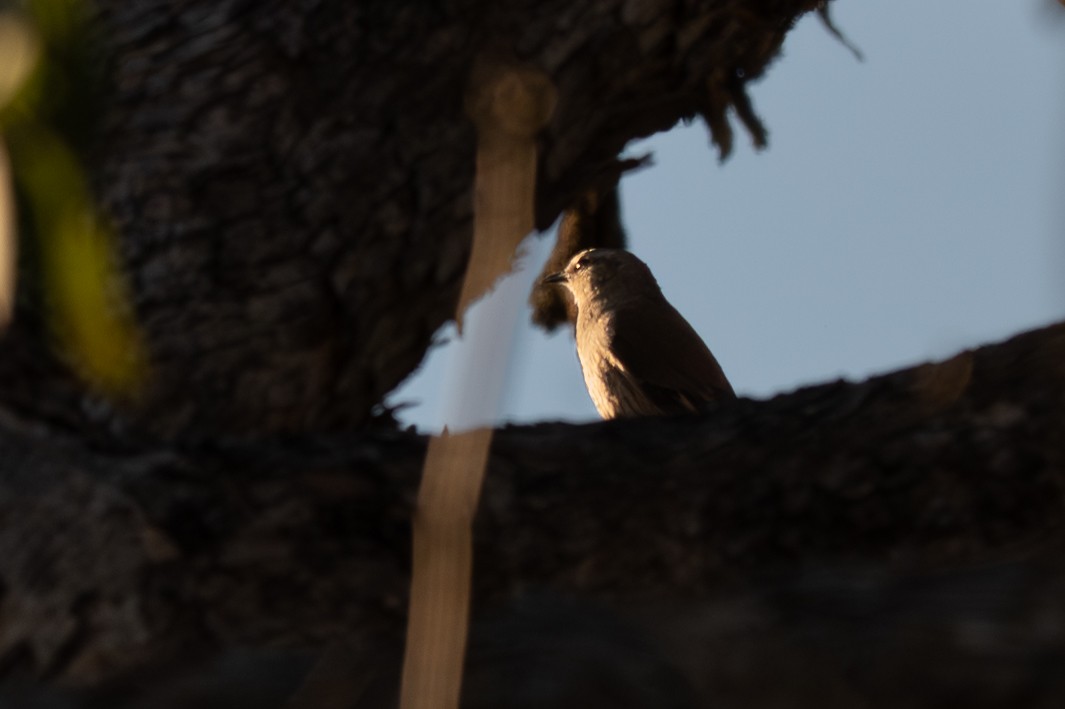 Brown Treecreeper - ML646711701