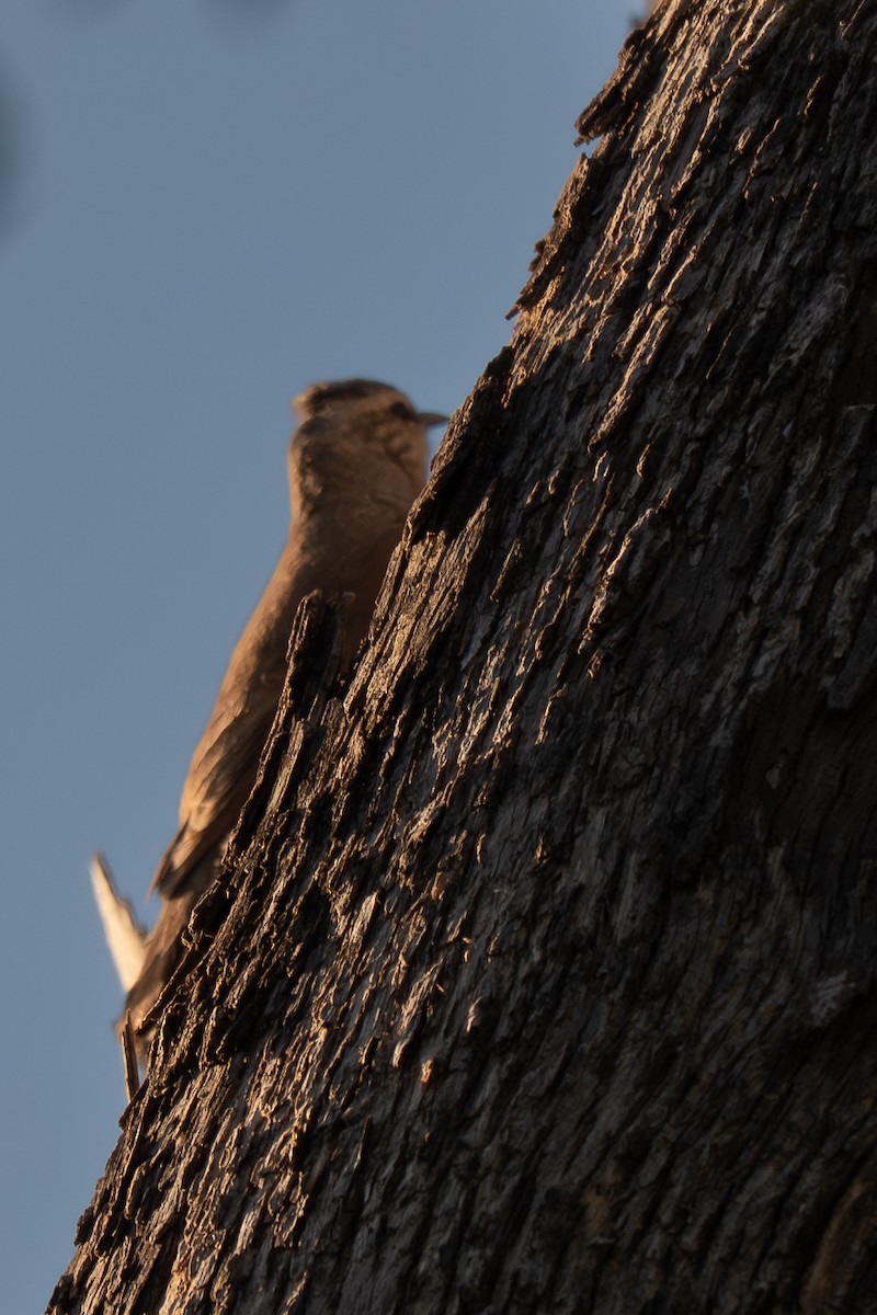 Brown Treecreeper - ML646711702
