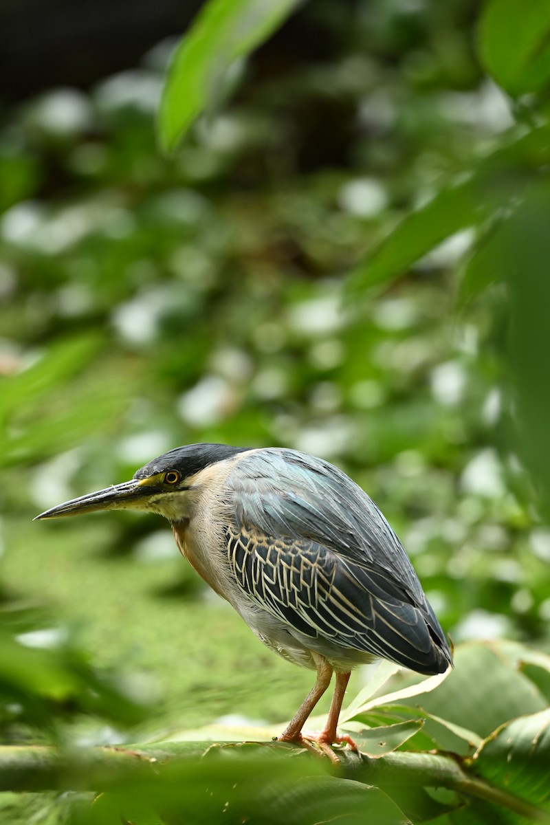 Héron strié - ML646711704