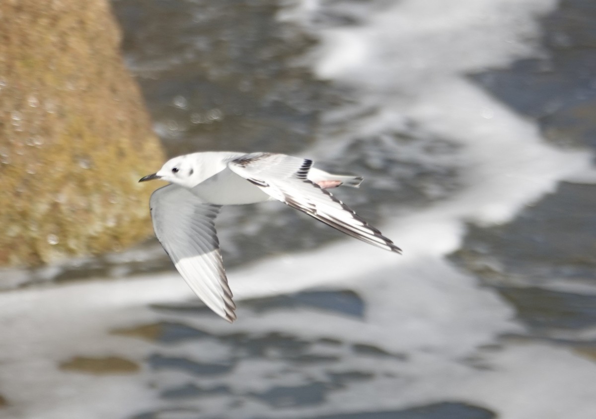 Bonaparte's Gull - ML646711706