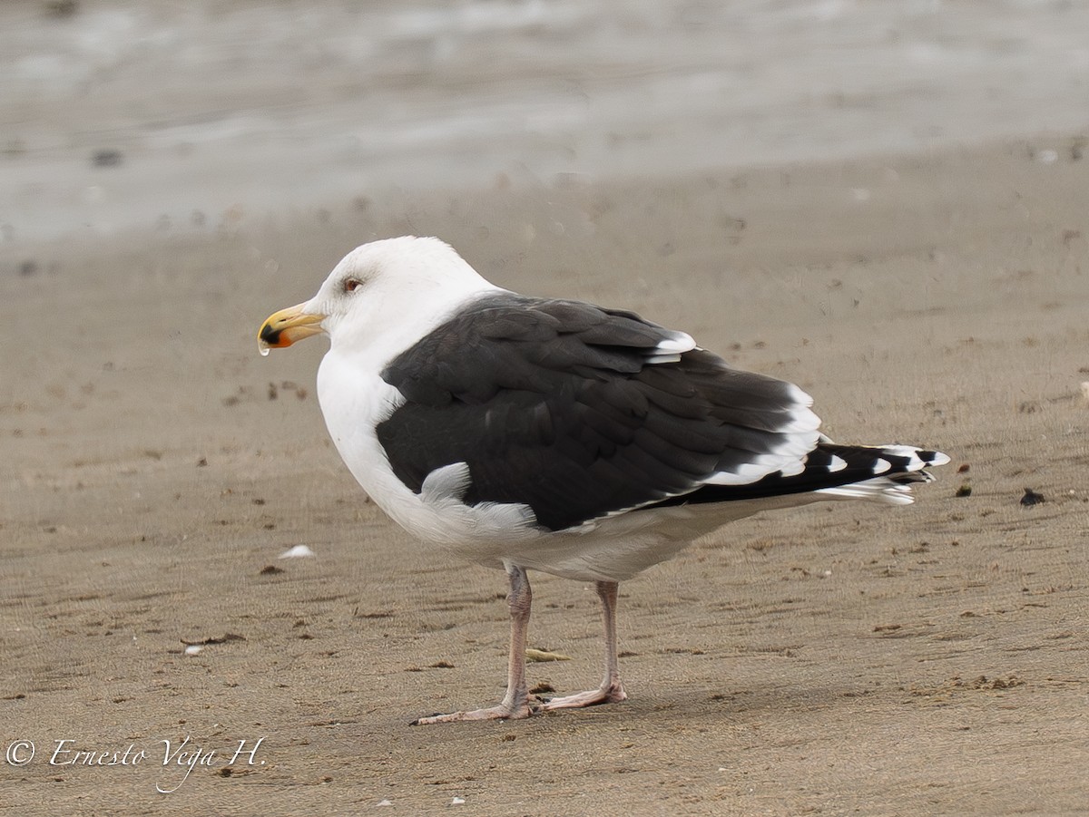 Great Black-backed Gull - ML646711707