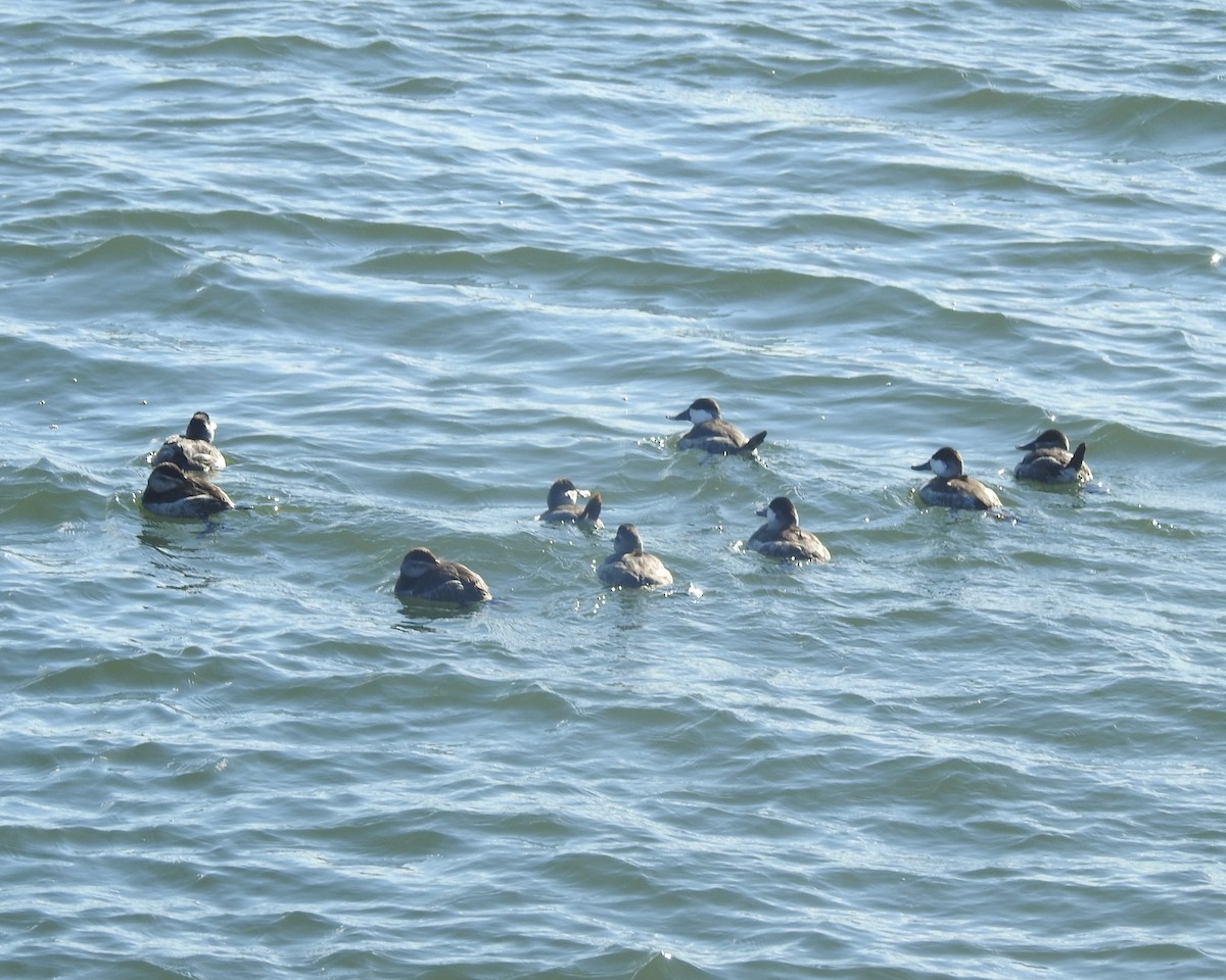 Schwarzkopf-Ruderente - ML646711708