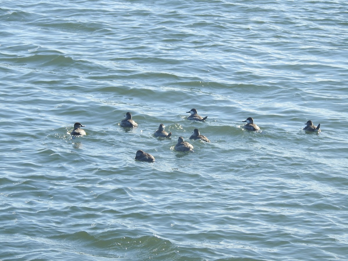 Schwarzkopf-Ruderente - ML646711709