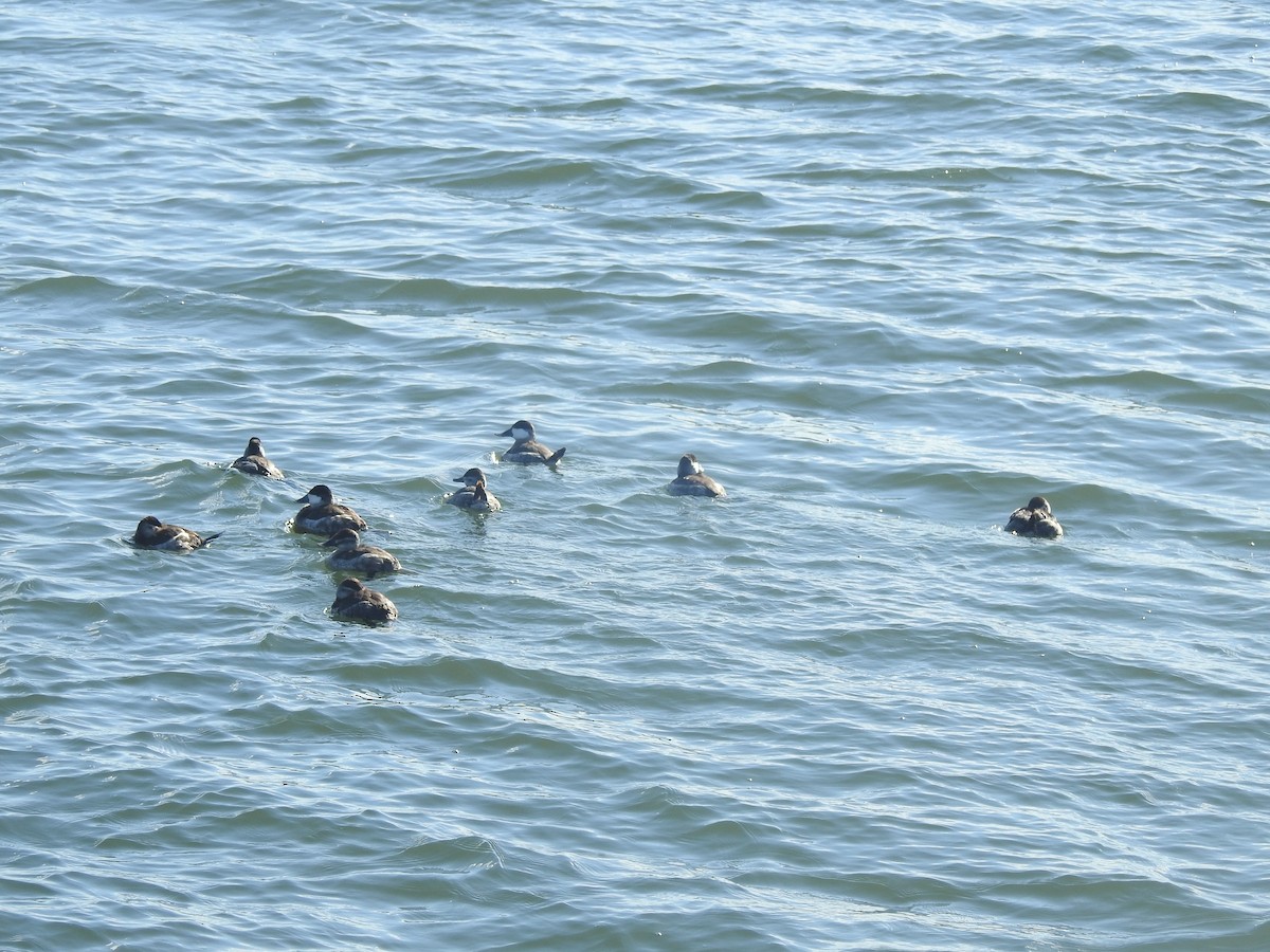 Schwarzkopf-Ruderente - ML646711711