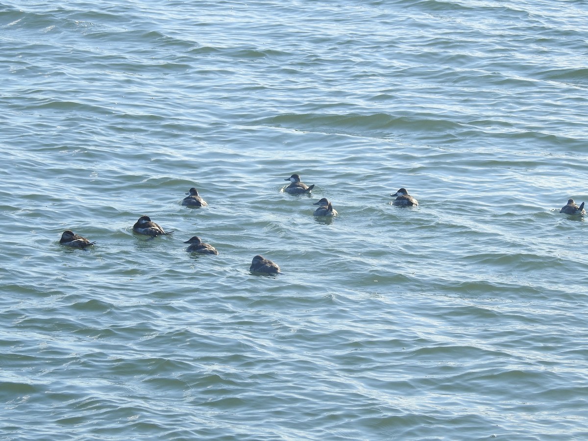 Schwarzkopf-Ruderente - ML646711712