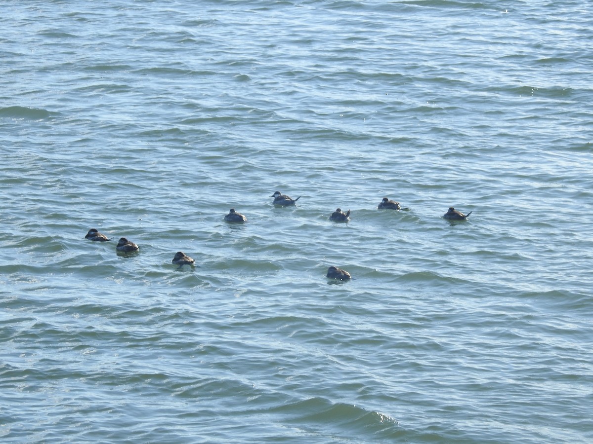 Schwarzkopf-Ruderente - ML646711713