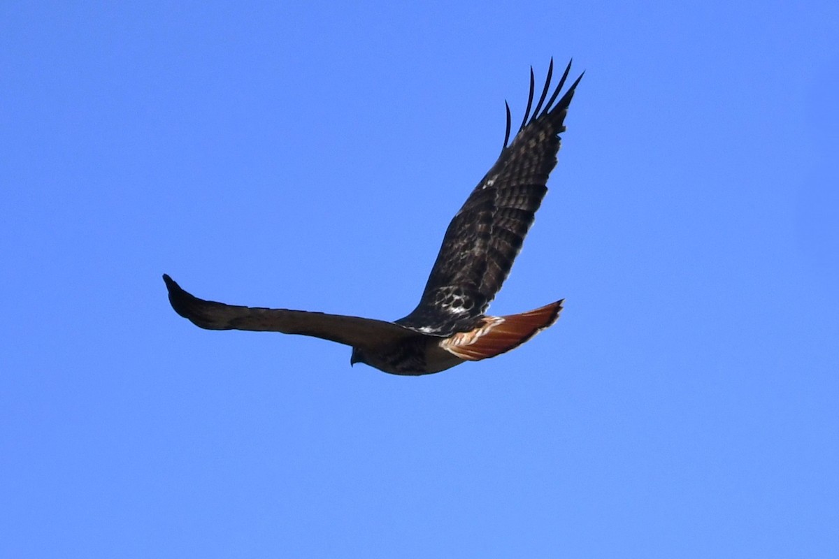 Kızıl Kuyruklu Şahin - ML646711714