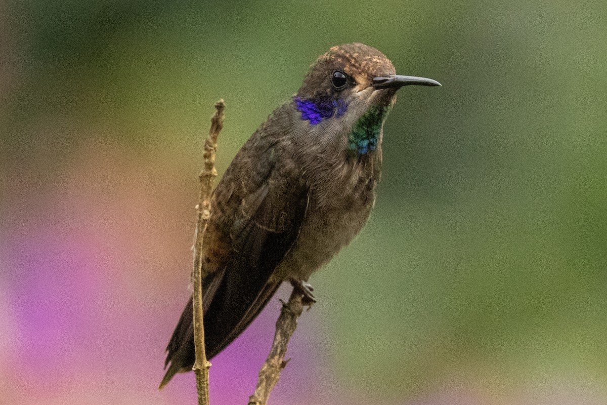 Braun-Veilchenohrkolibri - ML646711715