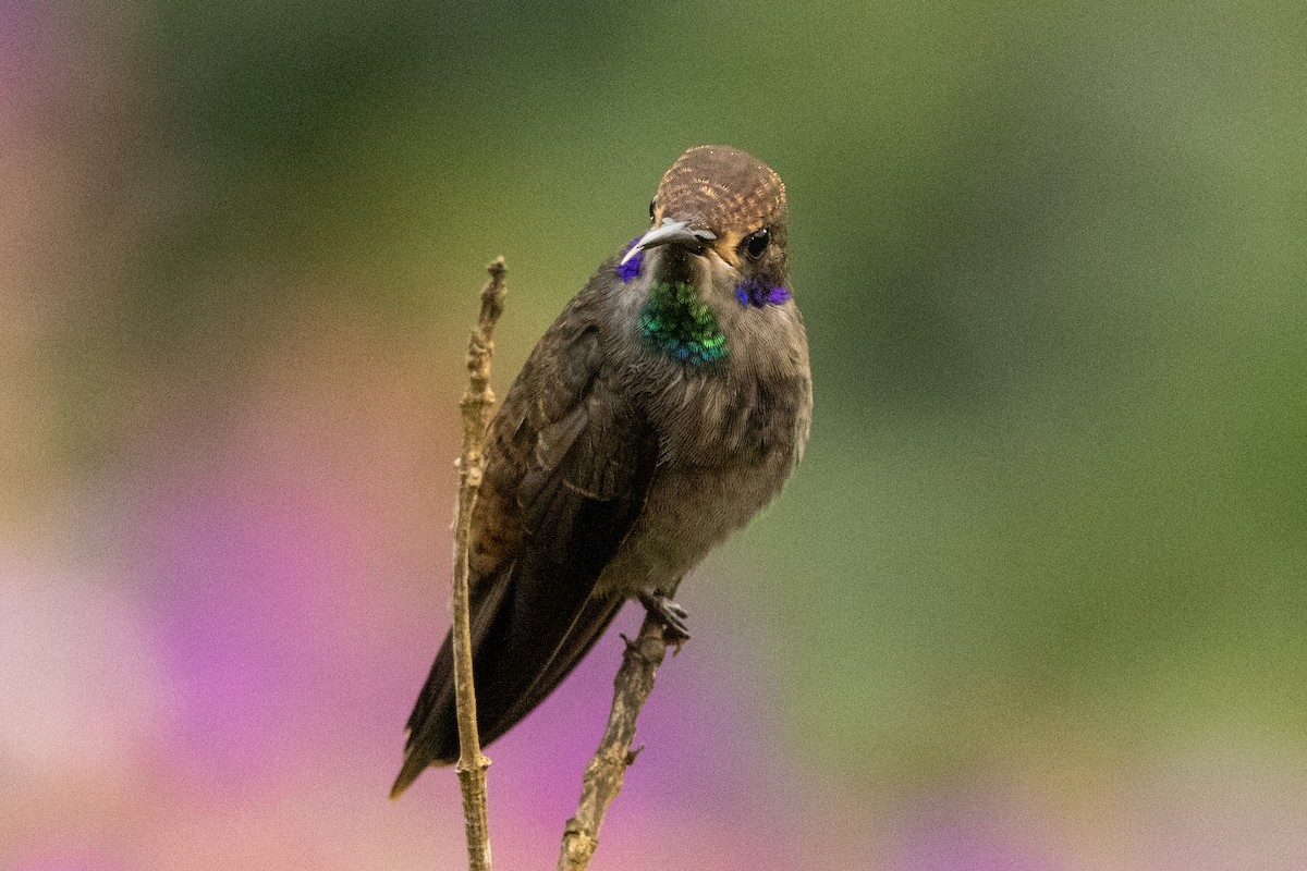 Braun-Veilchenohrkolibri - ML646711716