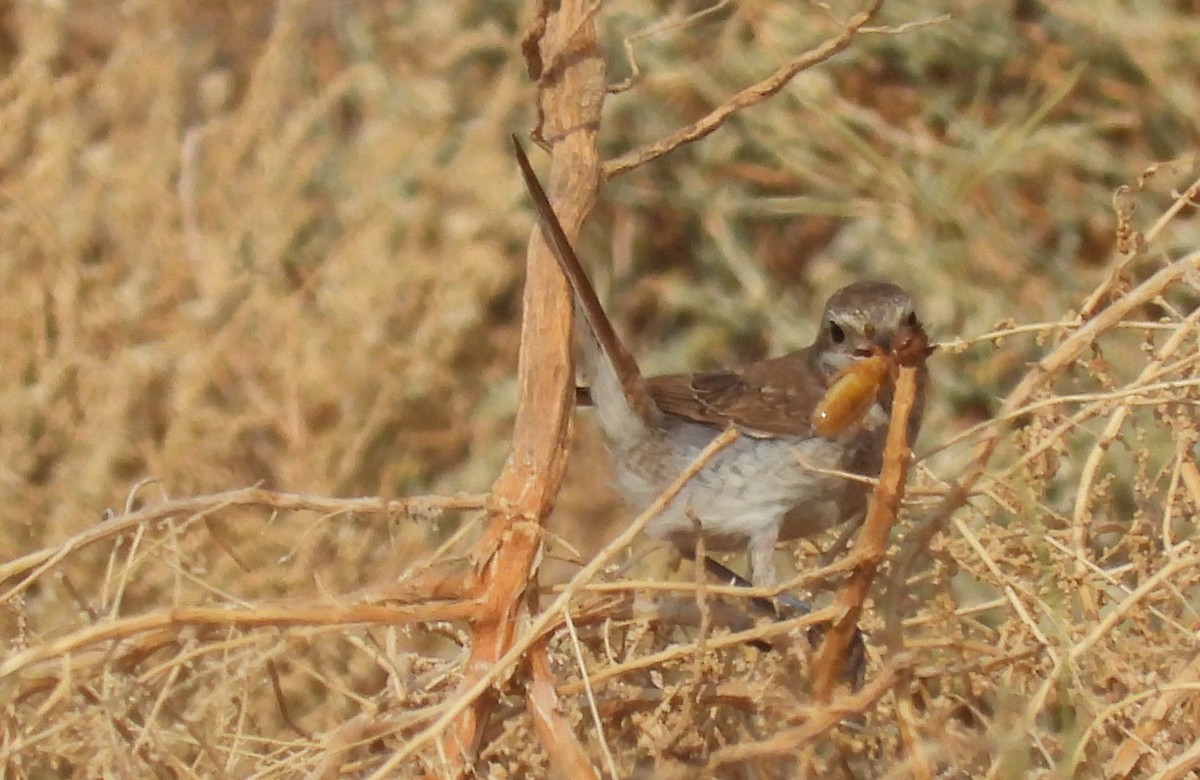 Red-tailed Shrike - ML646711717