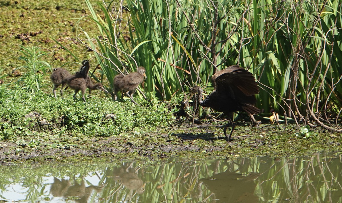 Limpkin - ML646711718