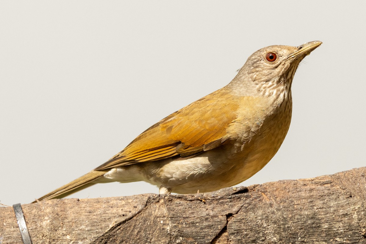 Zorzal Sabiá - ML646711719