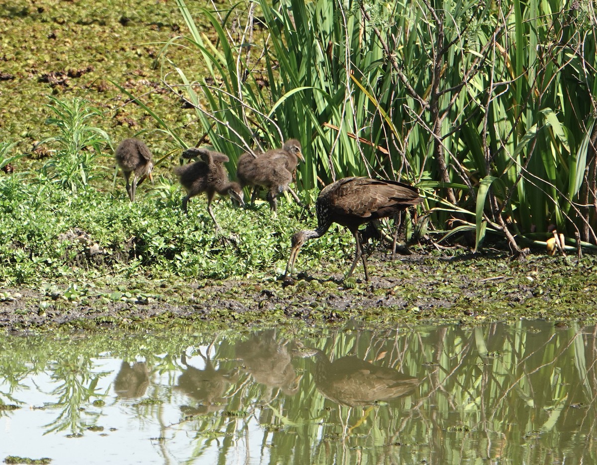 Limpkin - ML646711720