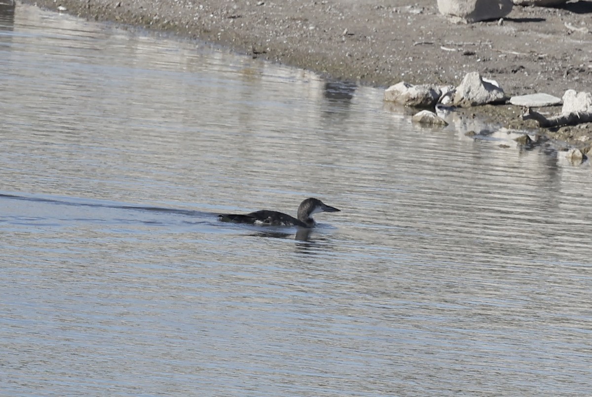 Buz Dalgıcı - ML646711721