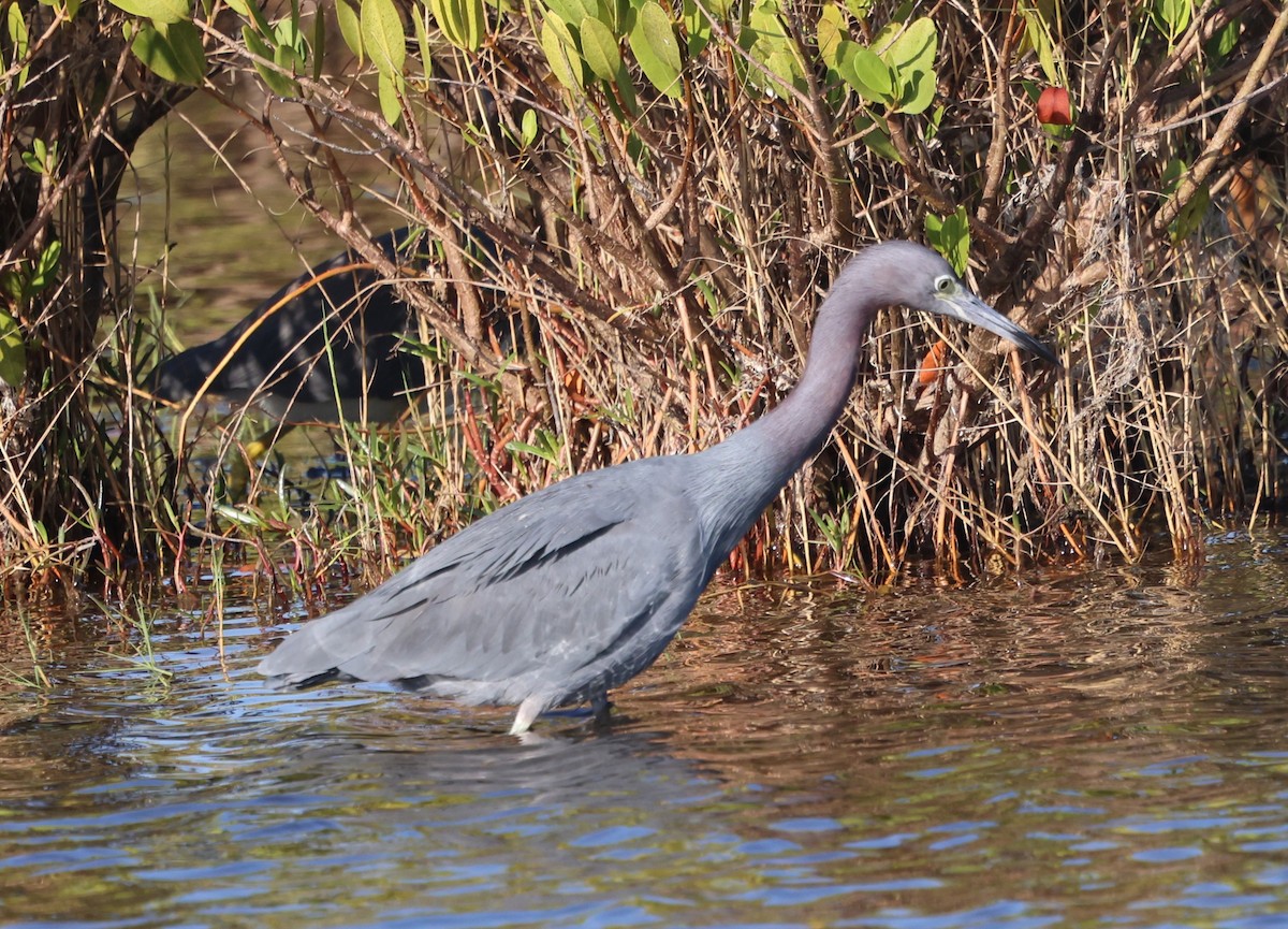 Little Blue Heron - ML646711722