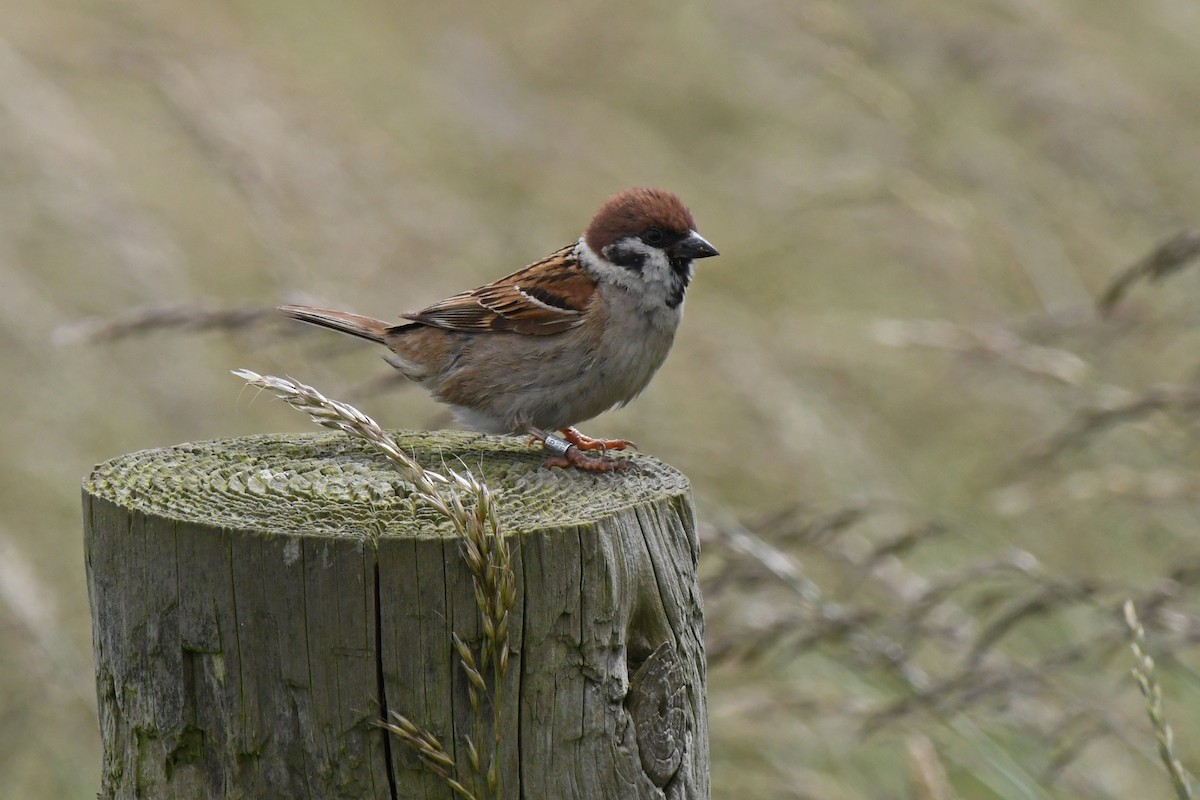 Eurasian Tree Sparrow - ML646711725