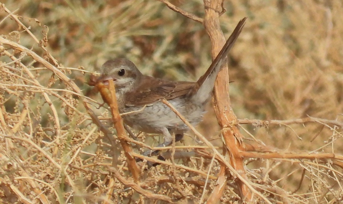 Red-tailed Shrike - ML646711726