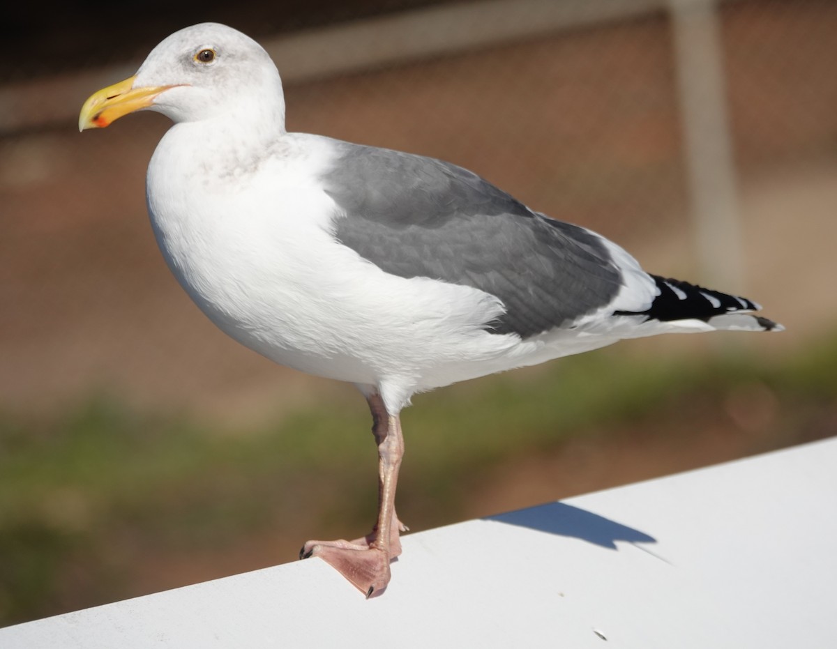 Western Gull - ML646711728
