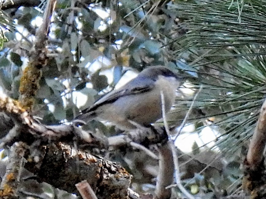 Pygmy Nuthatch - ML646711729