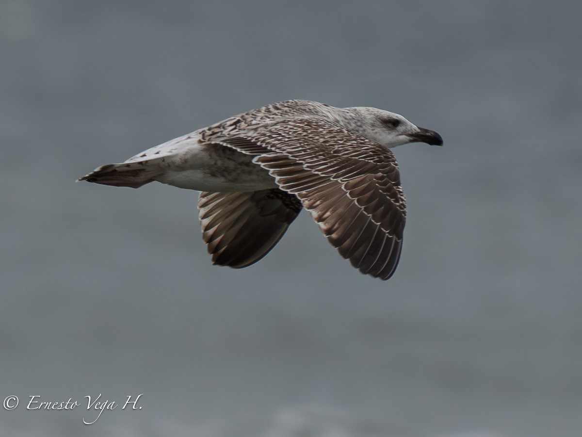 Great Black-backed Gull - ML646711732