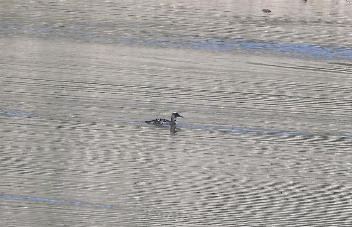 Buz Dalgıcı - ML646711737