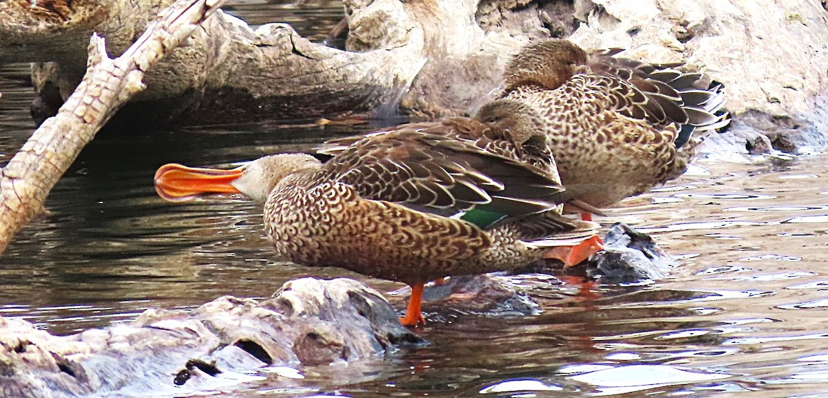 Northern Shoveler - ML646711739