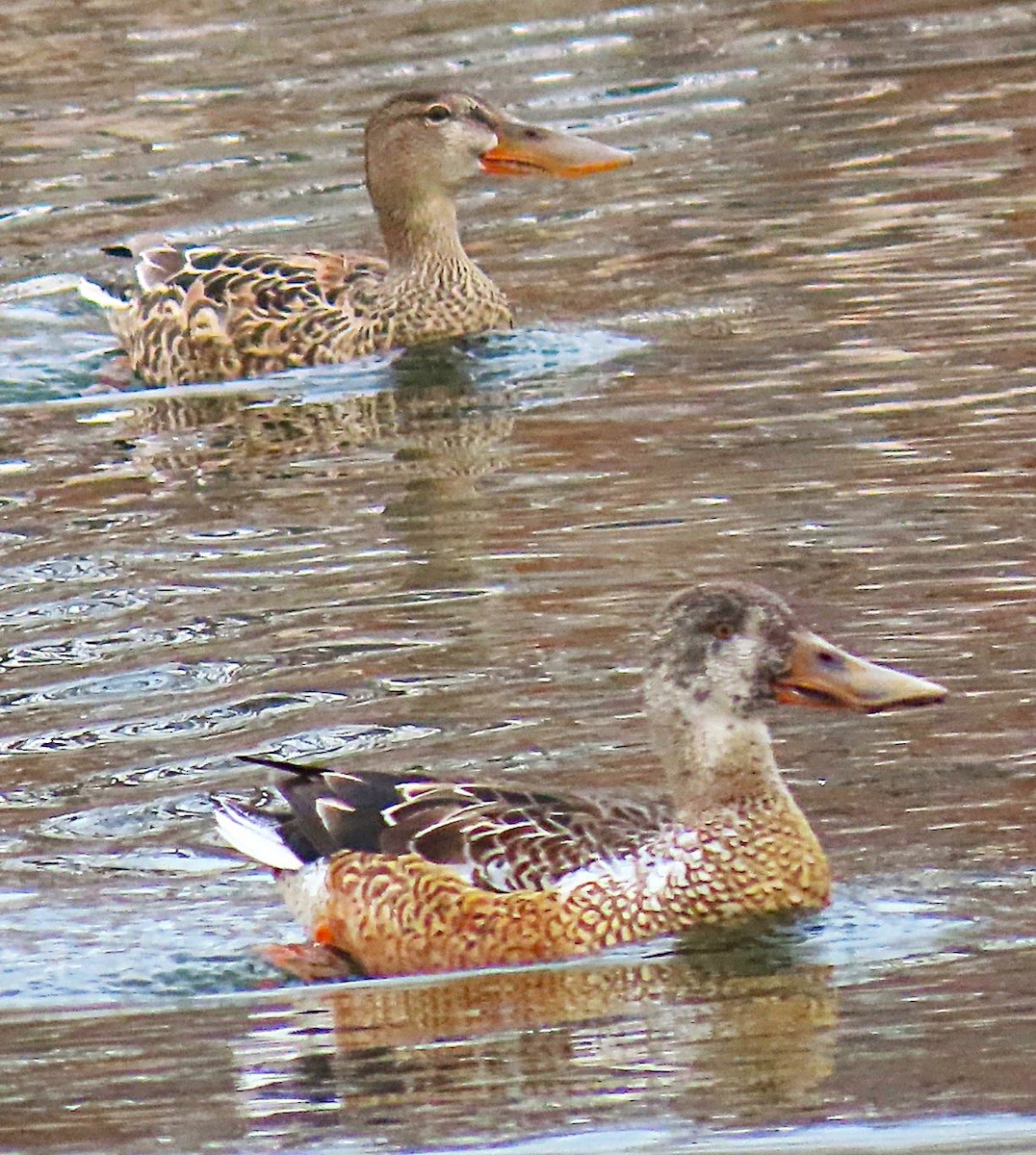Northern Shoveler - ML646711740