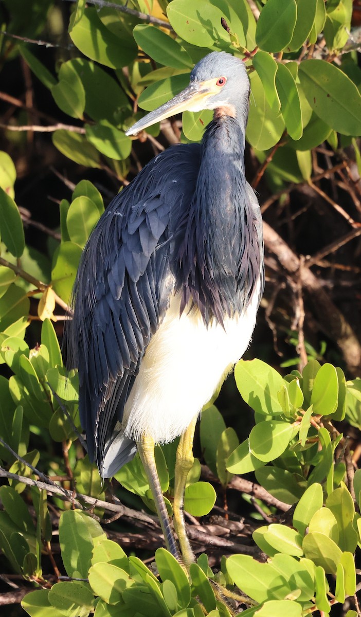 Tricolored Heron - ML646711753