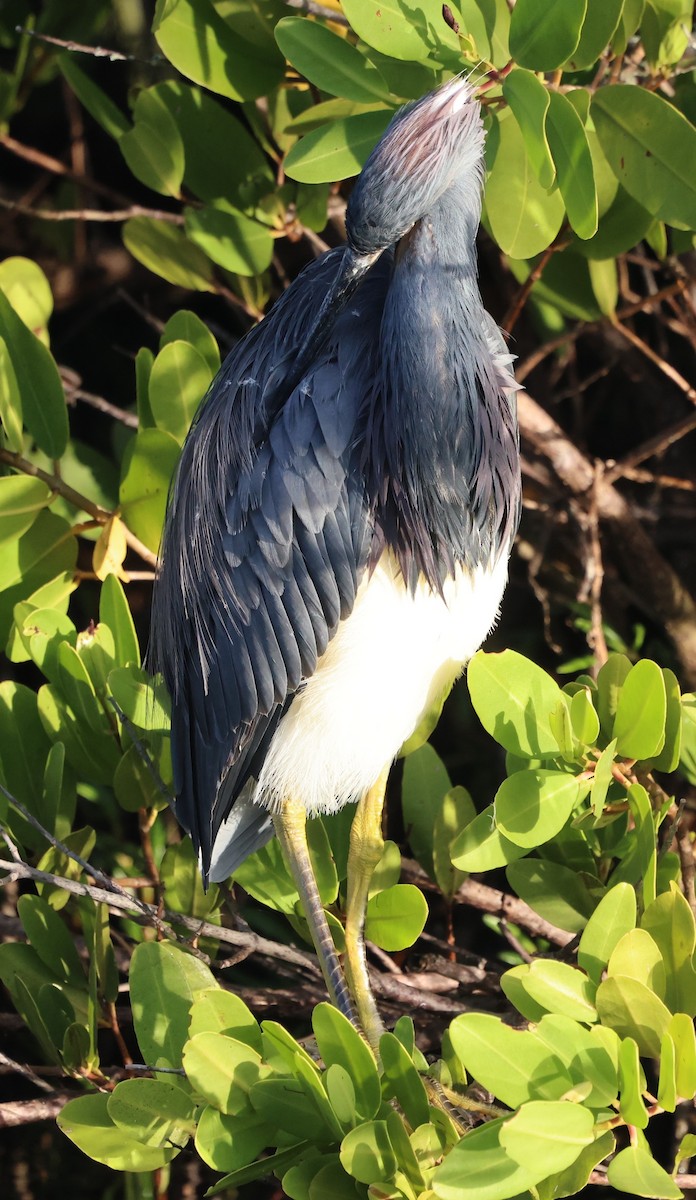 Tricolored Heron - ML646711754