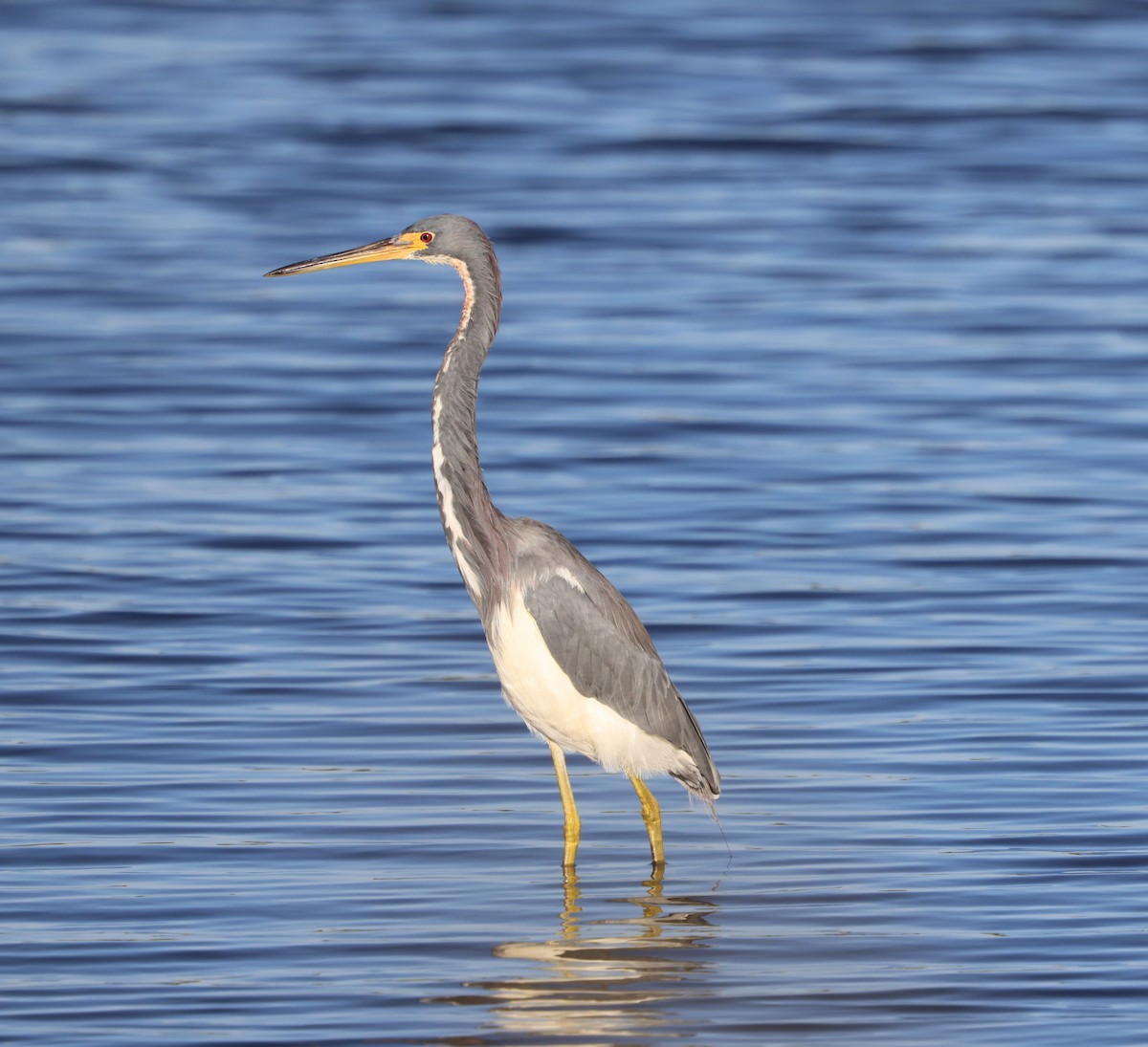 Tricolored Heron - ML646711755