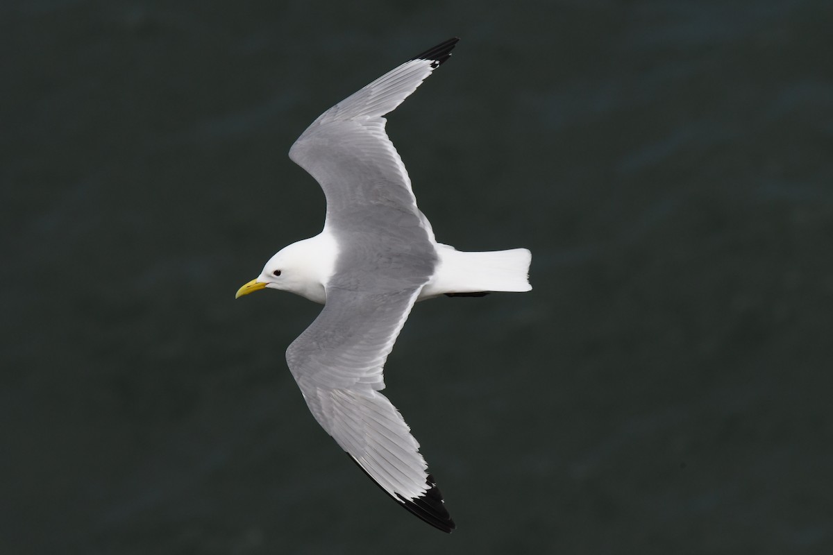 Black-legged Kittiwake - ML646711756
