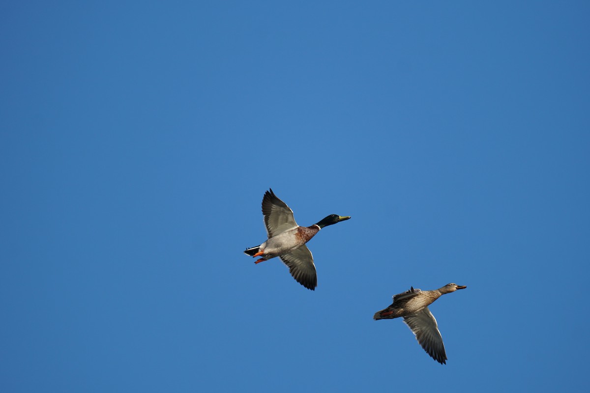 Mallard - ML646711758