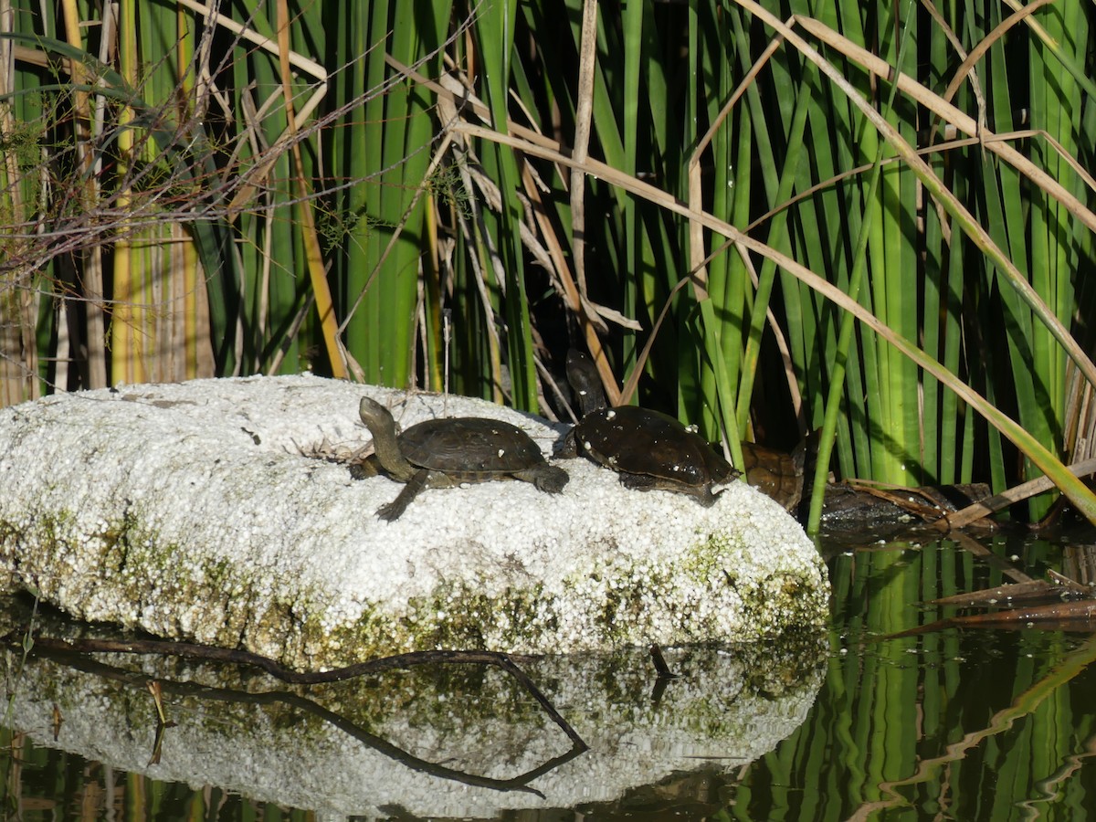 Reptiles - ML646711762