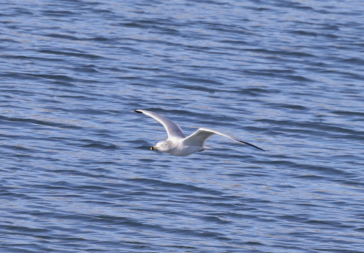 Halkalı Martı - ML646711775