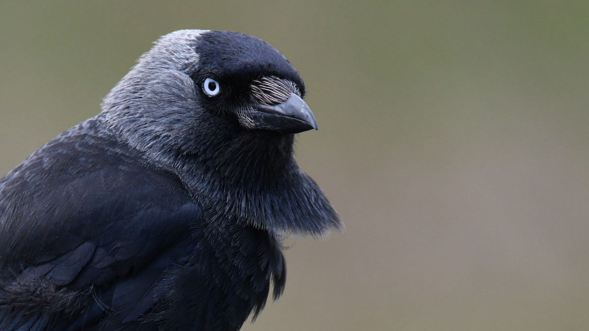 Eurasian Jackdaw - ML646711776