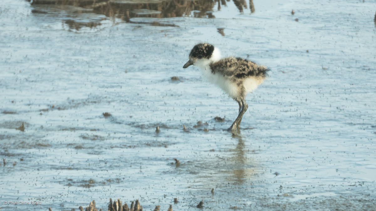 Masked Lapwing - ML646711777