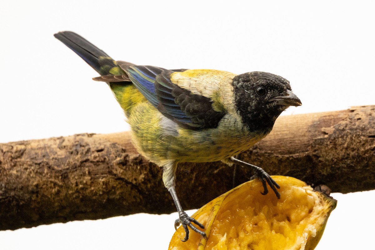 Black-headed Tanager - ML646711778