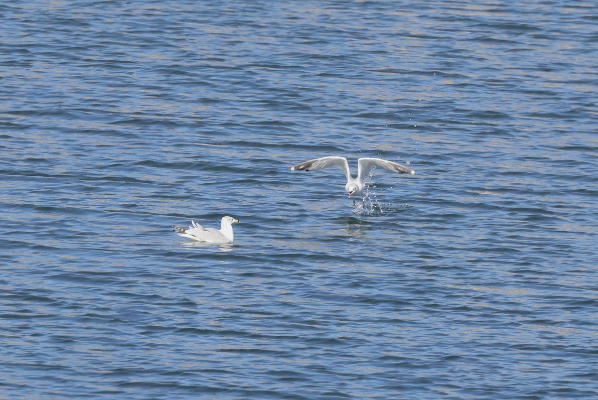 Halkalı Martı - ML646711780