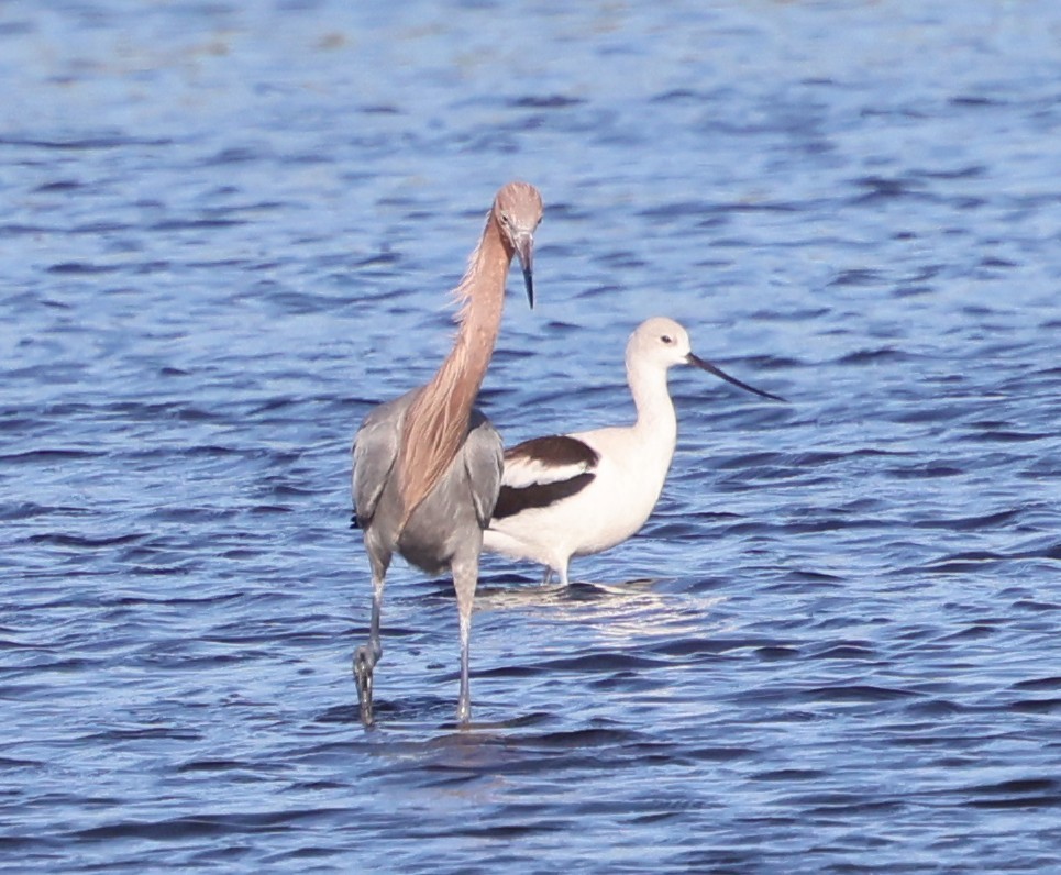 Reddish Egret - ML646711781