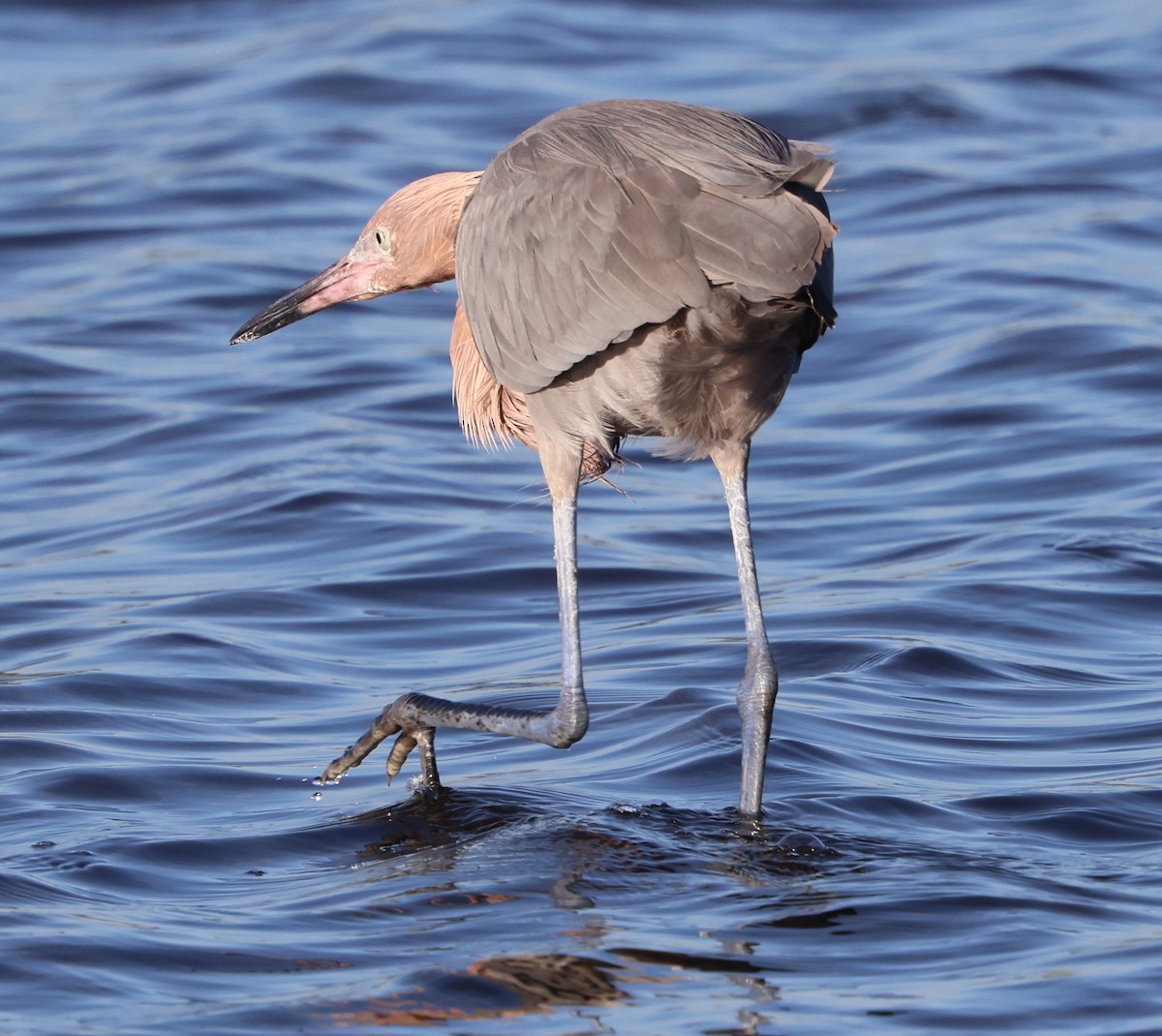 Reddish Egret - ML646711782