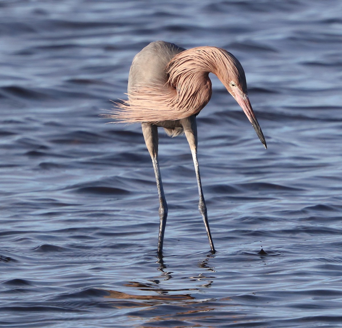 Reddish Egret - ML646711784