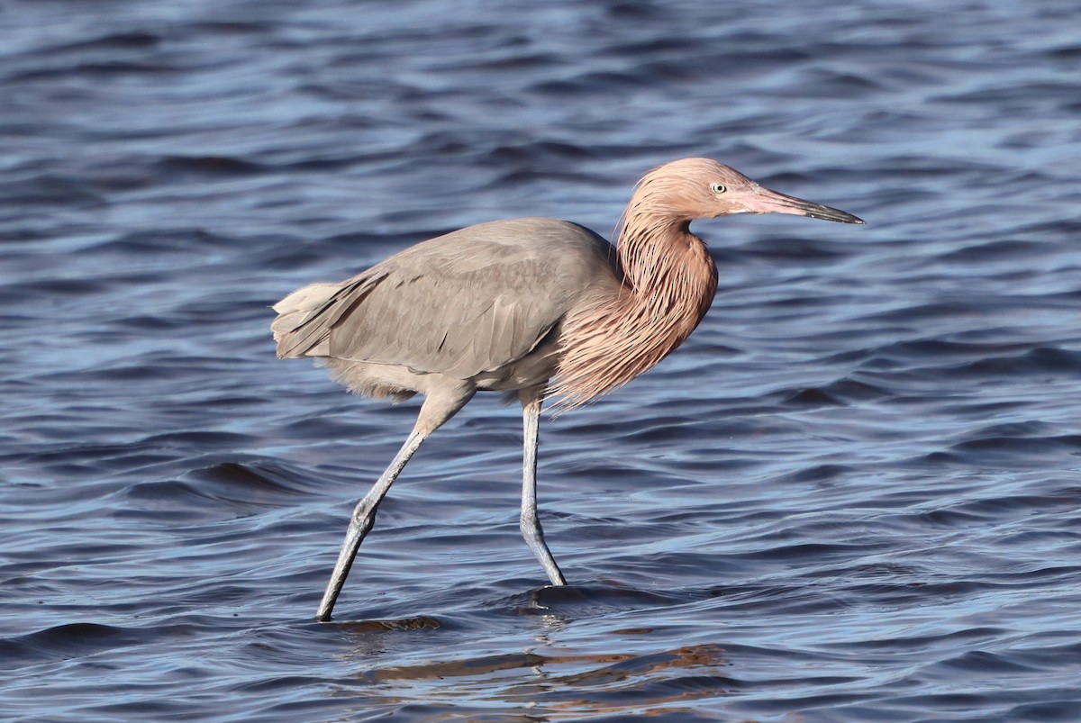 Reddish Egret - ML646711785