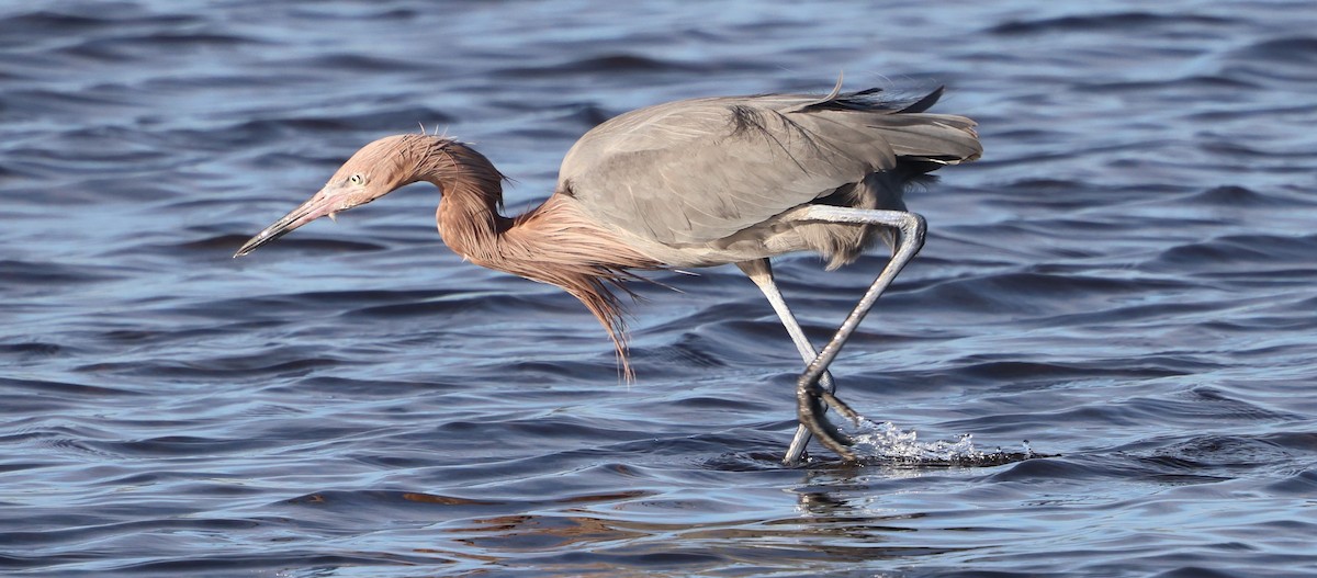Reddish Egret - ML646711786