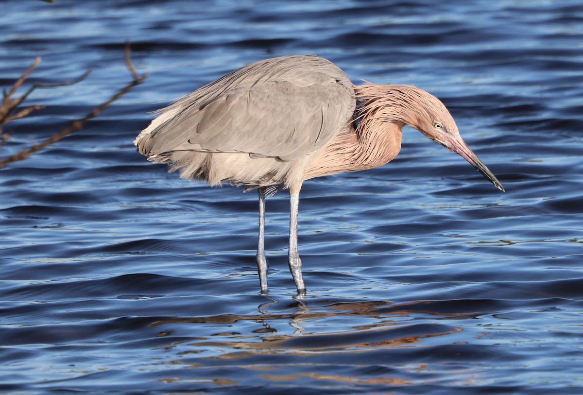 Reddish Egret - ML646711787