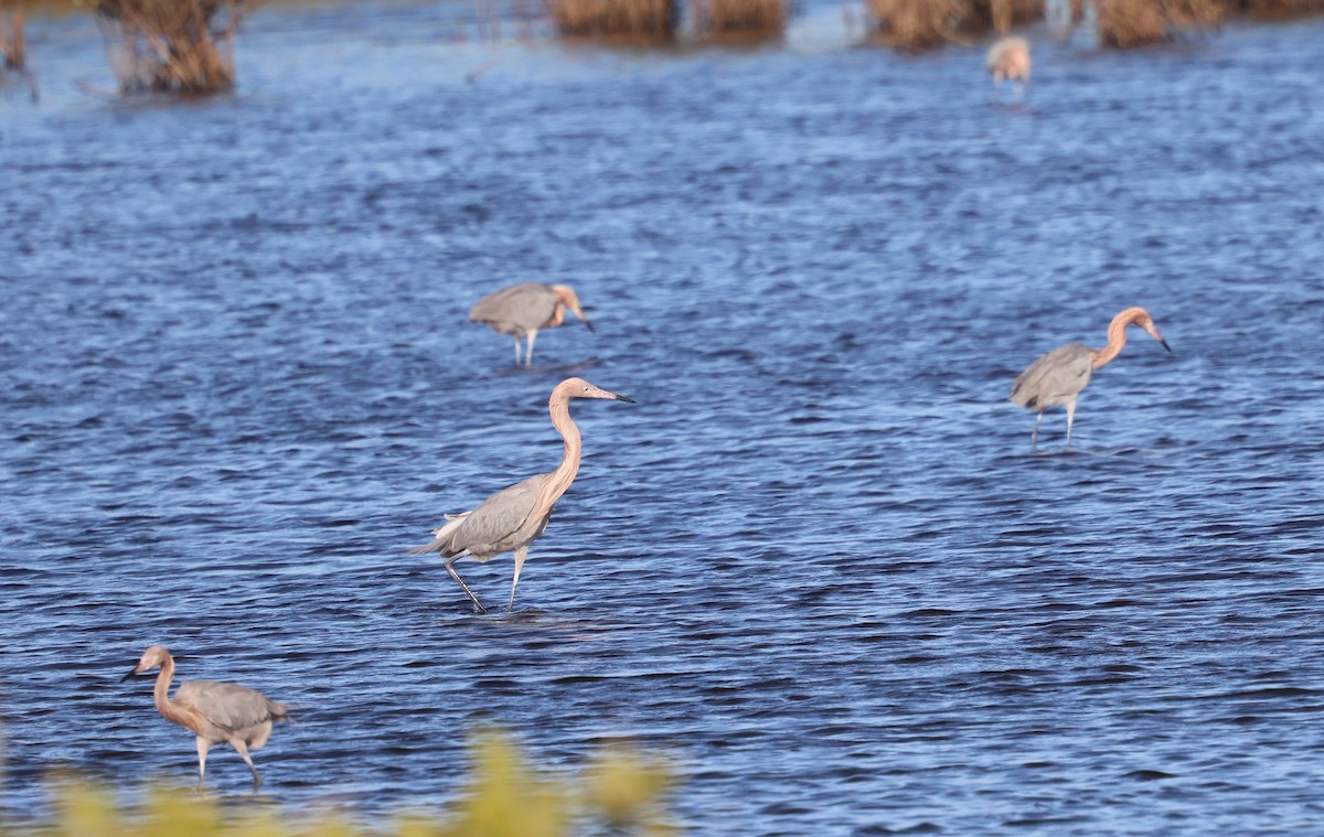 Reddish Egret - ML646711788