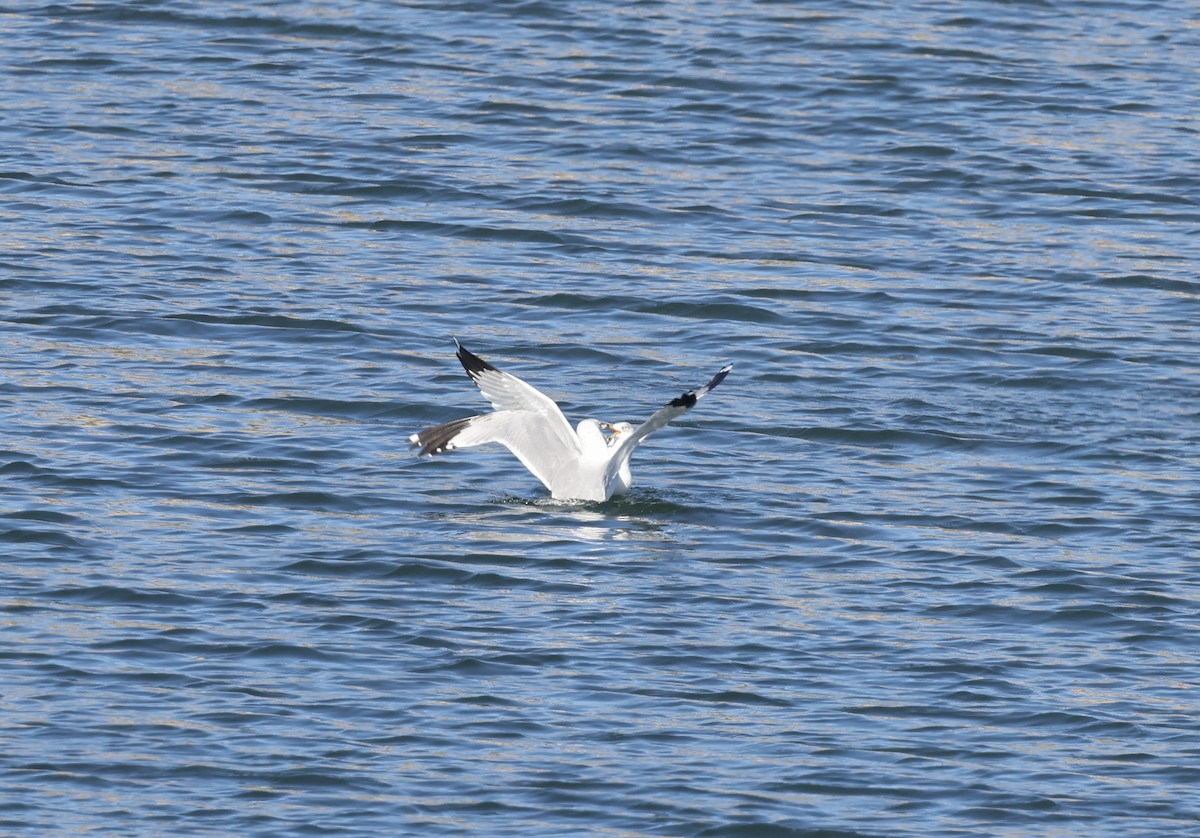 Halkalı Martı - ML646711792