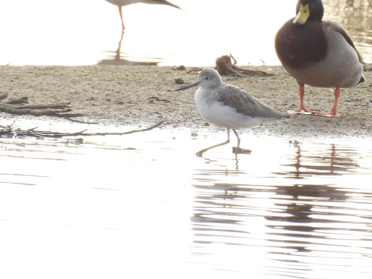 vodouš šedý - ML646711793