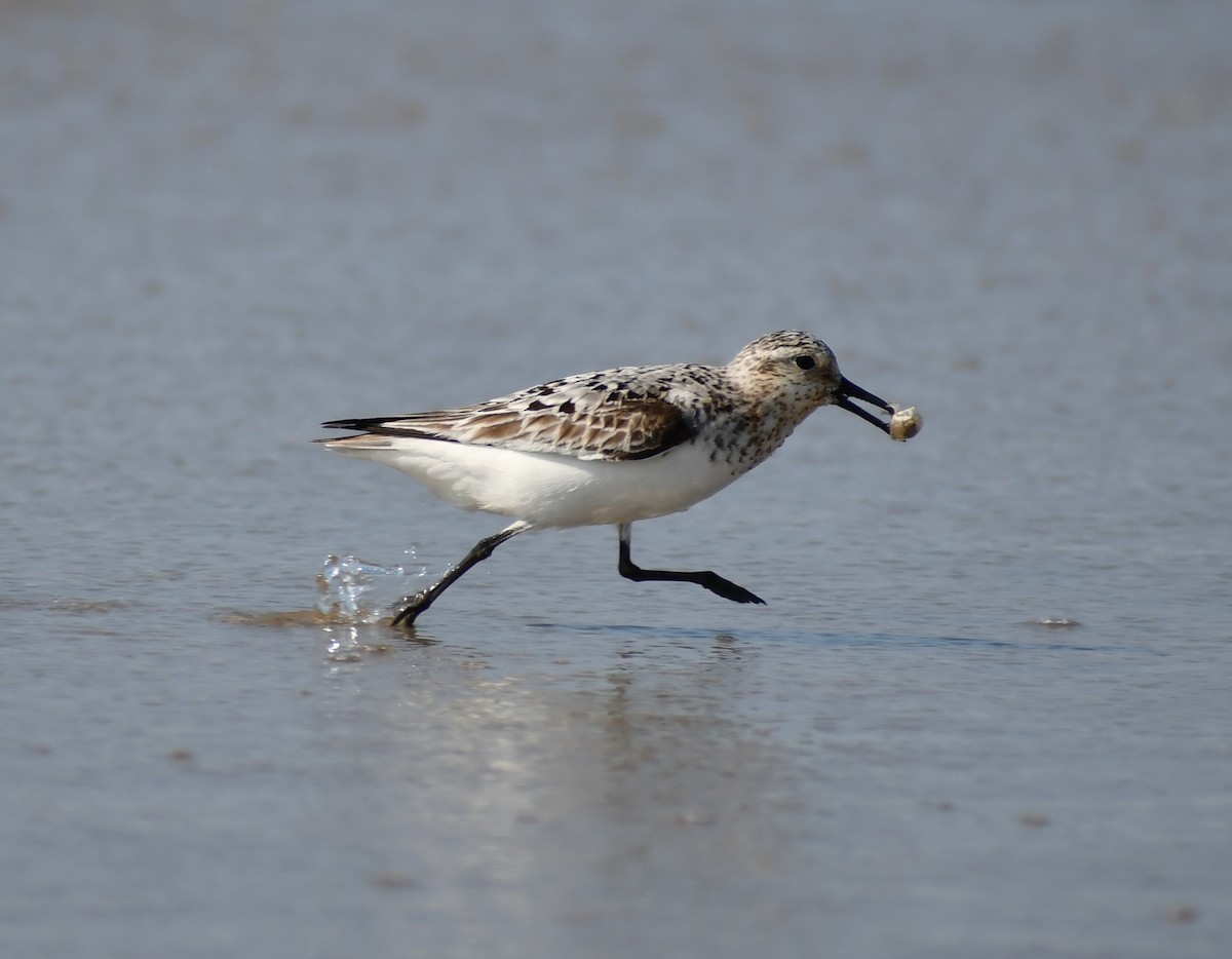 Sanderling - ML646711799