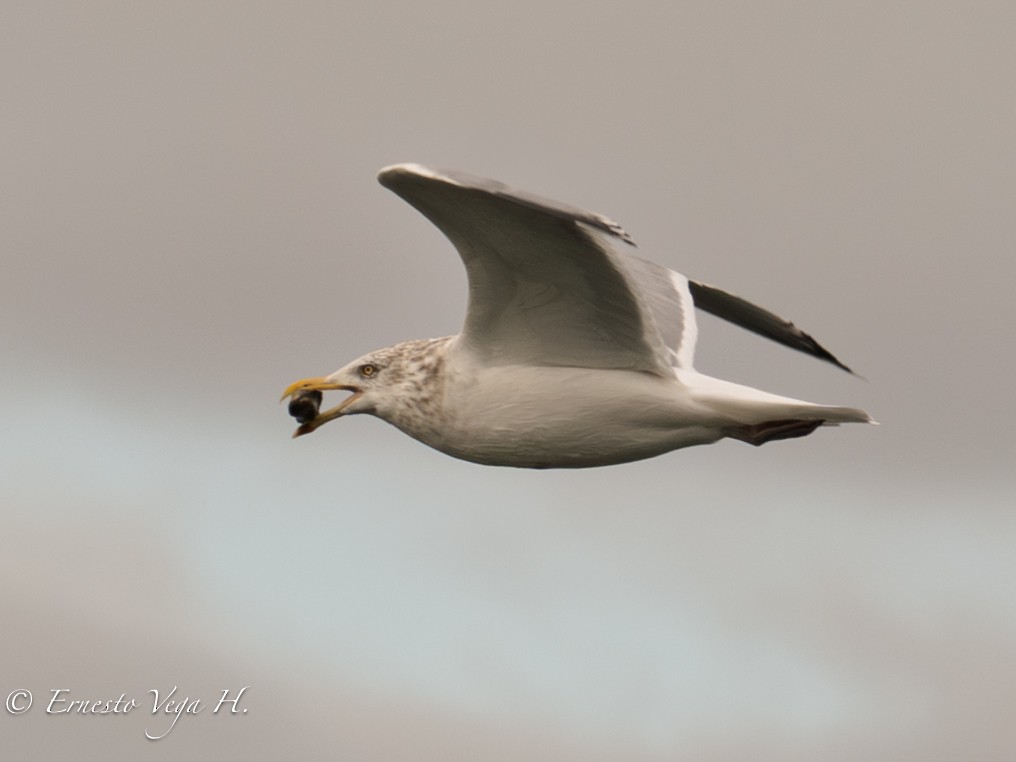 American Herring Gull - ML646711803