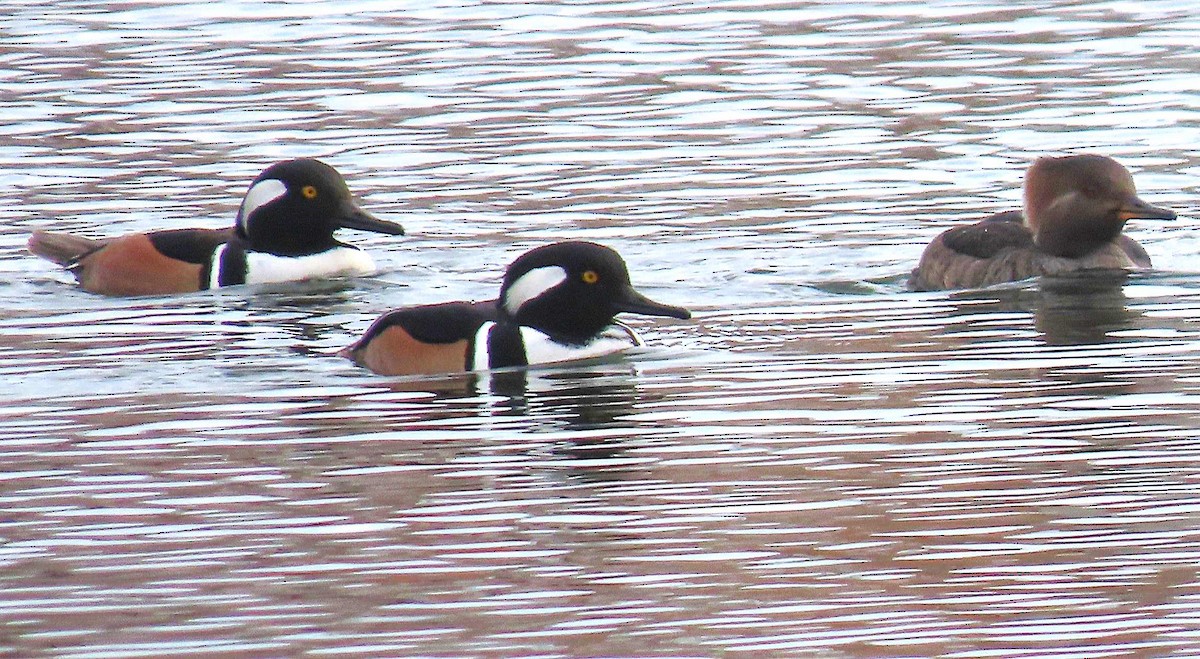Hooded Merganser - ML646711804